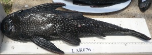  (Pterygoplichthys anisitsi - LAR076)  @11 [ ] Copyright  LAR-IBR Unspecified
