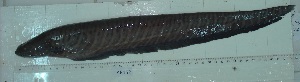  (Gymnotus inaequilabiatus - LAR152)  @13 [ ] Copyright  LAR-IBR Unspecified