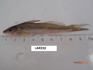  ( - LAR210)  @11 [ ] Copyright  LAR-IBR Unspecified