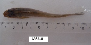  ( - LAR210)  @11 [ ] Copyright  LAR-IBR Unspecified