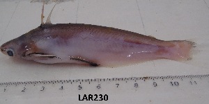  (Auchenipterus nigripinnis - LAR230)  @13 [ ] Copyright  LAR-IBR Unspecified