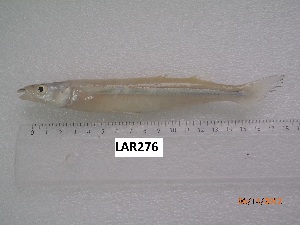  ( - LAR276)  @13 [ ] Copyright  LAR-IBR Unspecified