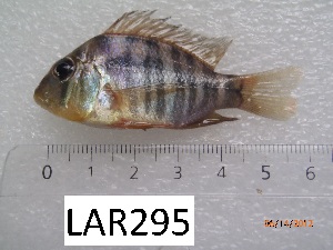  (Gymnogeophagus balzanii - LAR295)  @14 [ ] Copyright  LAR-IBR Unspecified