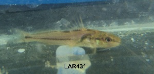  ( - LAR431)  @11 [ ] Copyright (2016) LAR-IBR LAR-IBR
