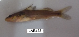  ( - LAR435)  @11 [ ] Copyright (2016) LAR-IBR LAR-IBR