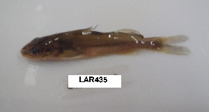  ( - LAR435)  @11 [ ] Copyright (2016) LAR-IBR LAR-IBR