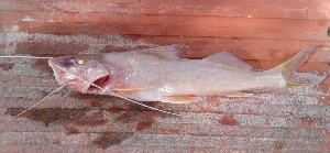  ( - LAR460)  @11 [ ] Copyright (2016) LAR-IBR LAR-IBR