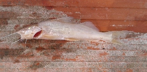  ( - LAR461)  @11 [ ] Copyright (2016) LAR-IBR LAR-IBR