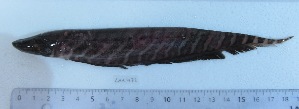  ( - LAR472)  @11 [ ] Copyright (2016) LAR-IBR LAR-IBR
