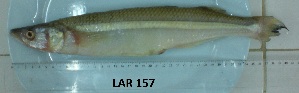  ( - LAR157)  @12 [ ] Copyright  LAR-IBR Unspecified