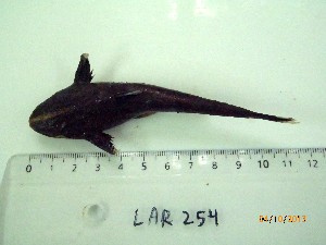  (Hoplomyzontinae - LAR254)  @12 [ ] Copyright  LAR-IBR Unspecified