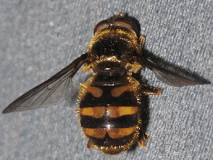  ( - BIOUG28571-A04)  @11 [ ] CreativeCommons - Attribution (2016) Libby Avis Centre for Biodiversity Genomics