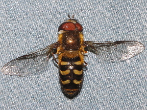  ( - BIOUG28571-B01)  @13 [ ] CreativeCommons - Attribution (2016) Libby Avis Centre for Biodiversity Genomics