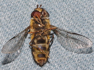  ( - BIOUG28571-B01)  @13 [ ] CreativeCommons - Attribution (2016) Libby Avis Centre for Biodiversity Genomics