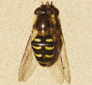  ( - BIOUG28571-C12)  @13 [ ] CreativeCommons - Attribution (2016) Libby Avis Centre for Biodiversity Genomics