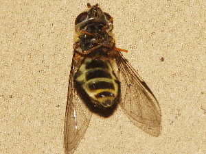  ( - BIOUG28571-C12)  @13 [ ] CreativeCommons - Attribution (2016) Libby Avis Centre for Biodiversity Genomics