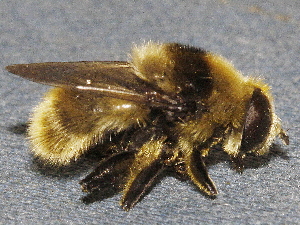  ( - BIOUG28571-D04)  @12 [ ] CreativeCommons - Attribution (2016) Libby Avis Centre for Biodiversity Genomics