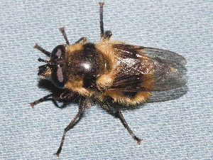  (Criorhina nigripes - BIOUG28571-D05)  @12 [ ] CreativeCommons - Attribution (2016) Libby Avis Centre for Biodiversity Genomics