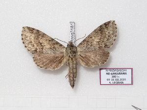  (Pantophaea suffuscus - BC-Basq 3181)  @14 [ ] Copyright (2011) Patrick Basquin Research Collection of Patrick Basquin