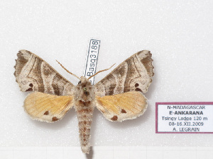  (Gynoeryx paulianii - BC-Basq 3188)  @14 [ ] Copyright (2011) Patrick Basquin Research Collection of Patrick Basquin