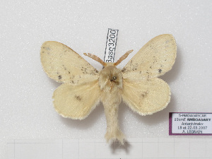  (Chionodiptera xeros - BC-Basq 3200)  @14 [ ] Copyright (2011) Patrick Basquin Research Collection of Patrick Basquin