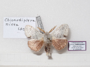  (Chionodiptera nivea - BC-Basq 3207)  @14 [ ] Copyright (2011) Patrick Basquin Research Collection of Patrick Basquin