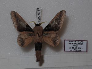  (Apatelopteryx pentheter - BC-Basq 3217)  @13 [ ] Copyright (2011) Patrick Basquin Research Collection of Patrick Basquin