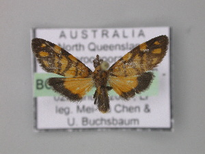  ( - BC ZSM Lep 05701)  @13 [ ] CreativeCommons - Attribution Non-Commercial Share-Alike (2010) Axel Hausmann SNSB, Zoologische Staatssammlung Muenchen