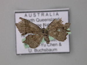  ( - BC ZSM Lep 08331)  @12 [ ] CreativeCommons - Attribution Non-Commercial Share-Alike (2010) Axel Hausmann SNSB, Zoologische Staatssammlung Muenchen