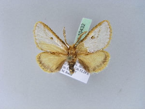  ( - BC ZSM Lep 10432)  @13 [ ] CreativeCommons - Attribution Non-Commercial Share-Alike (2010) Axel Hausmann SNSB, Zoologische Staatssammlung Muenchen