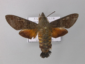  (Macroglossum sp - BC ZSM Lep 02529)  @14 [ ] CreativeCommons - Attribution Non-Commercial Share-Alike (2010) Axel Hausmann SNSB, Zoologische Staatssammlung Muenchen