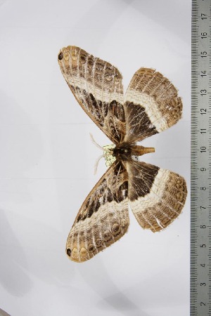  ( - BC-TB4770)  @12 [ ] Copyright (2010) Thierry Bouyer Research Collection of Thierry Bouyer