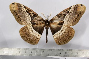  ( - BC-TB3154)  @12 [ ] Copyright (2010) Thierry Bouyer Research Collection of Thierry Bouyer