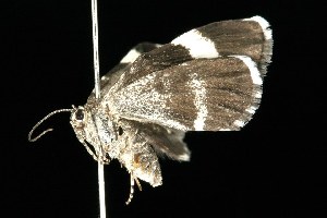  ( - HLC-20165)  @13 [ ] CreativeCommons - Attribution (2010) CBG Photography Group Centre for Biodiversity Genomics