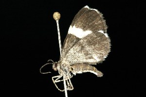  ( - HLC-20166)  @13 [ ] CreativeCommons - Attribution (2010) CBG Photography Group Centre for Biodiversity Genomics