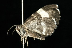  ( - HLC-20167)  @13 [ ] CreativeCommons - Attribution (2010) CBG Photography Group Centre for Biodiversity Genomics