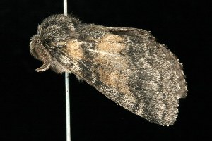  ( - HLC-20214)  @13 [ ] CreativeCommons - Attribution (2010) CBG Photography Group Centre for Biodiversity Genomics