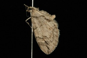  (Hydriomena exculpata - HLC-20254)  @13 [ ] CreativeCommons - Attribution (2010) CBG Photography Group Centre for Biodiversity Genomics