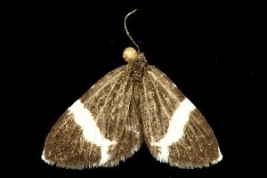  ( - HLC-20561)  @13 [ ] CreativeCommons - Attribution (2010) CBG Photography Group Centre for Biodiversity Genomics