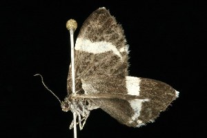  ( - HLC-20564)  @13 [ ] CreativeCommons - Attribution (2010) CBG Photography Group Centre for Biodiversity Genomics