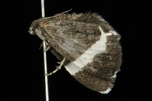  ( - HLC-20565)  @13 [ ] CreativeCommons - Attribution (2010) CBG Photography Group Centre for Biodiversity Genomics