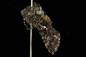  ( - HLC-22752)  @12 [ ] CreativeCommons - Attribution (2010) CBG Photography Group Centre for Biodiversity Genomics