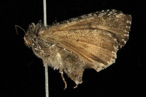  ( - HLC-22753)  @12 [ ] CreativeCommons - Attribution (2010) CBG Photography Group Centre for Biodiversity Genomics