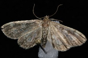  ( - HLC-23774)  @13 [ ] CreativeCommons - Attribution (2010) CBG Photography Group Centre for Biodiversity Genomics