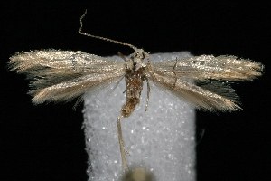  ( - HLC-23823)  @12 [ ] CreativeCommons - Attribution (2010) CBG Photography Group Centre for Biodiversity Genomics