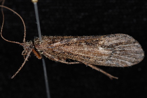  ( - 08-JDWBC-3573)  @13 [ ] CreativeCommons - Attribution (2010) CBG Photography Group Centre for Biodiversity Genomics