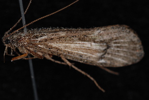  ( - 08-JDWBC-3579)  @13 [ ] CreativeCommons - Attribution (2010) CBG Photography Group Centre for Biodiversity Genomics