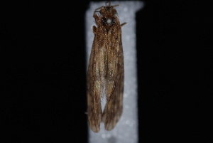  (Dolophilodes pallidipes - 08-JDWBC-2782)  @13 [ ] CreativeCommons - Attribution (2010) CBG Photography Group Centre for Biodiversity Genomics