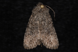  ( - 10-JDWBC-5809)  @13 [ ] CreativeCommons - Attribution (2010) Jeremy deWaard University of British Columbia