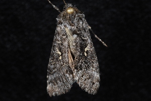  ( - 10-JDWBC-2112)  @12 [ ] CreativeCommons - Attribution (2010) Jeremy deWaard University of British Columbia